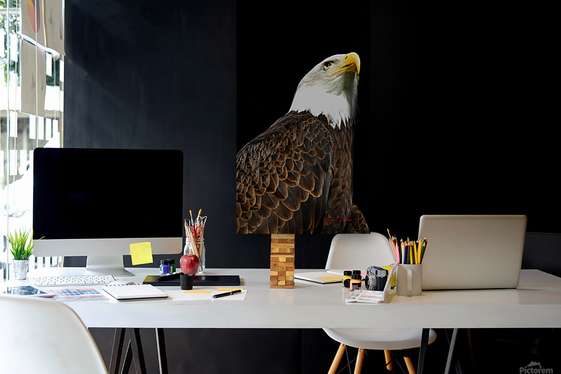 Bald Eagle Reproduction