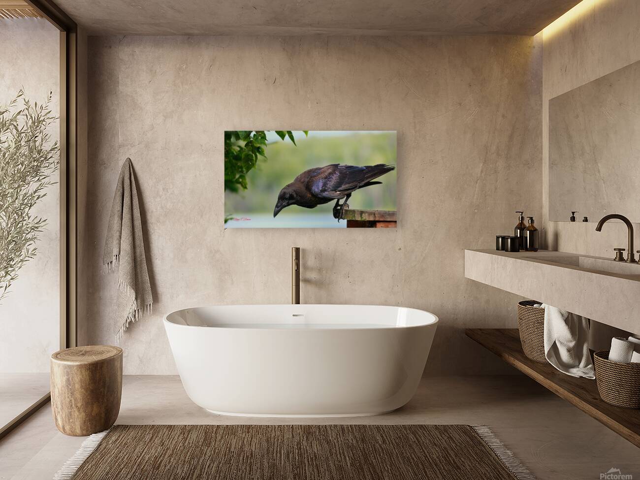 Raven in color Reproduction