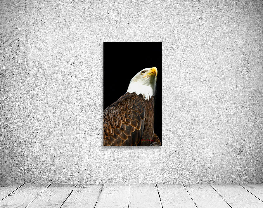 Bald Eagle Wall Preview