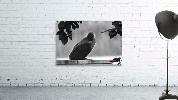 Raven in Black and White Wall Preview