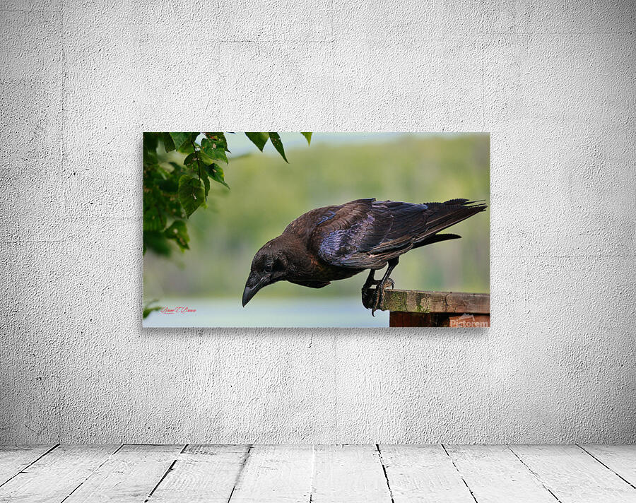 Raven in color Wall Preview