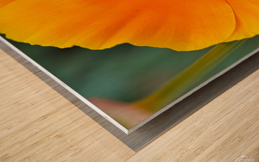 Flower with wasp Wood print