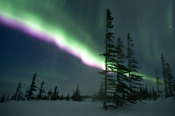 Purple Blaze Digital Download