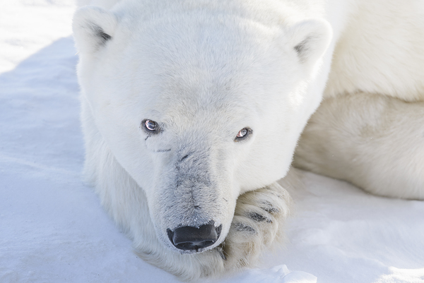 Polar Gaze Digital Download