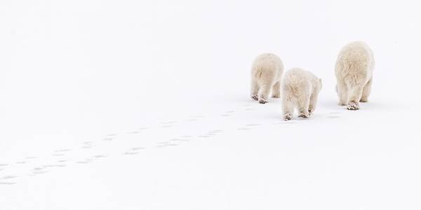 Snowwalkers Digital Download