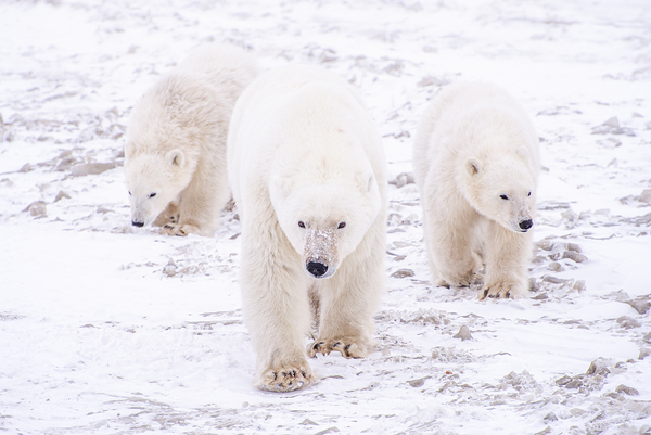 Stay By Her Side Digital Download