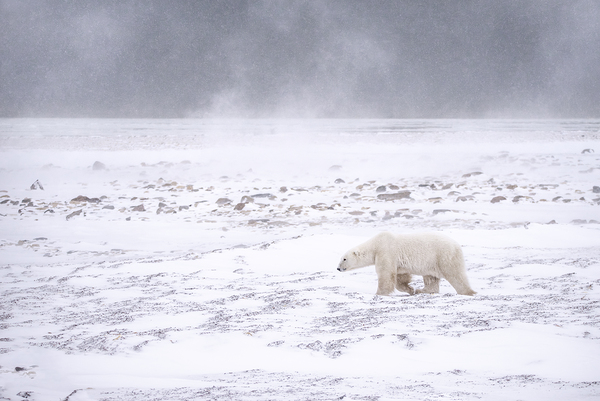 Storm Evader Digital Download