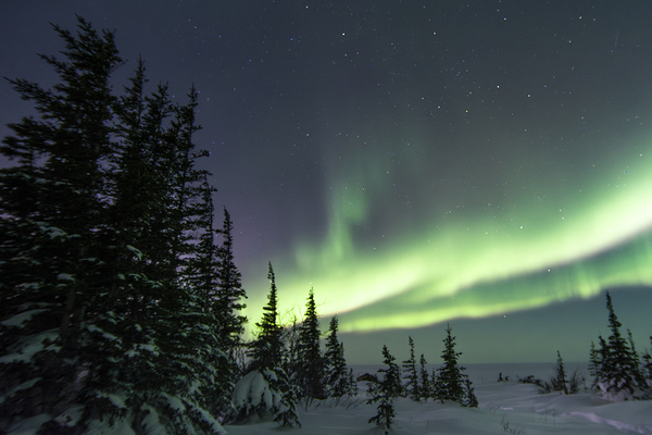 Dancing Skies beyond the Treeline 2 Digital Download