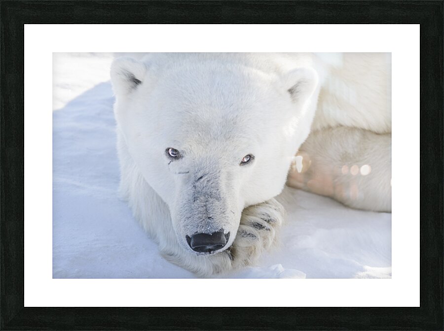 Polar Gaze Picture Frame Printing