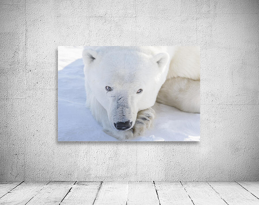 Polar Gaze Wall Preview