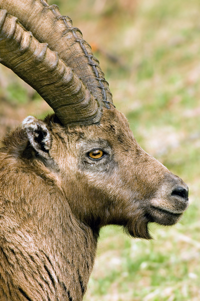 HORNS AND BEARD Digital Download