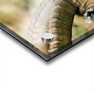 HORNS AND BEARD Acrylic print