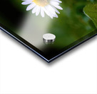 LONELY DAISY Acrylic print