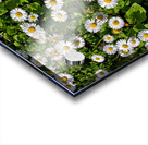 NATURAL CARPET Acrylic print