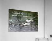 SEARCHING FOR THE RING Acrylic Print
