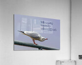 SUFFERING SEAGULL Acrylic Print
