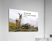 DISORIENTED IBEX Acrylic Print