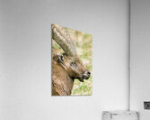 HORNS AND BEARD Acrylic Print