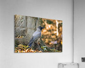 CORVUS CORNIX Acrylic Print