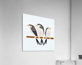 THREE SWALLOWS Acrylic Print