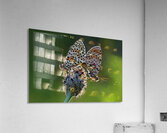 LOVE IN BACKLIGHT Acrylic Print