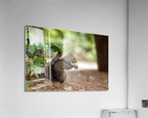 LUNCH BREAK Acrylic Print