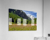 SPRING BLOOM IN THE ALPS Acrylic Print