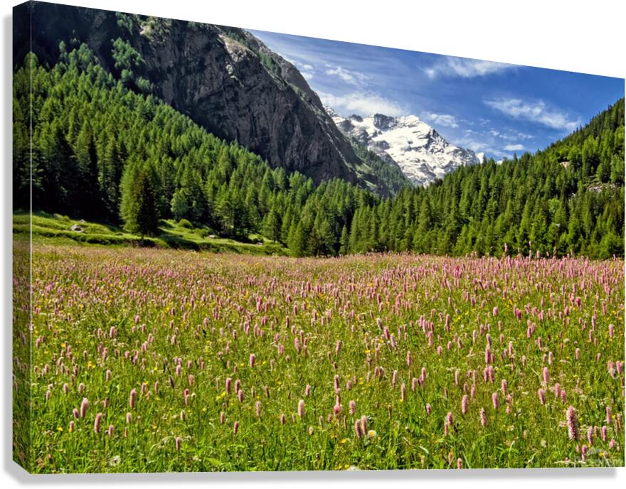 SPRING BLOOM IN THE ALPS Canvas Print
