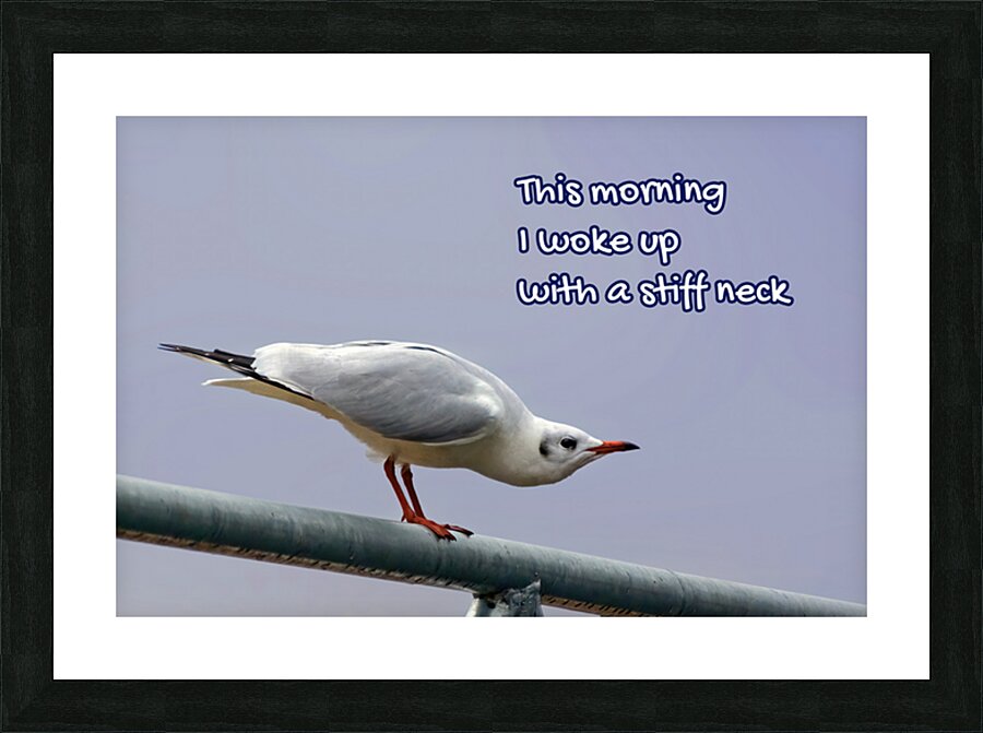 SUFFERING SEAGULL Picture Frame print