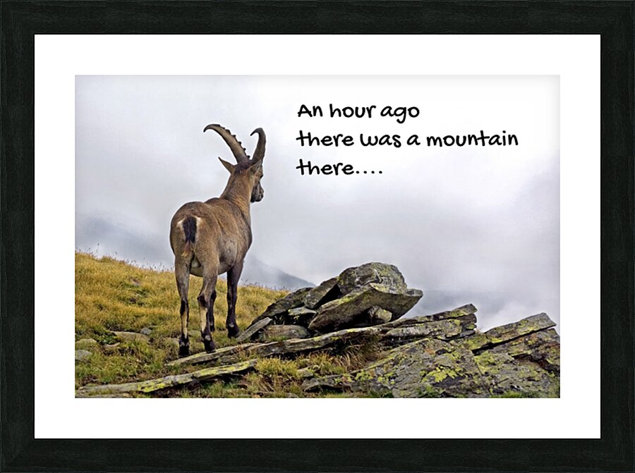 DISORIENTED IBEX Picture Frame print