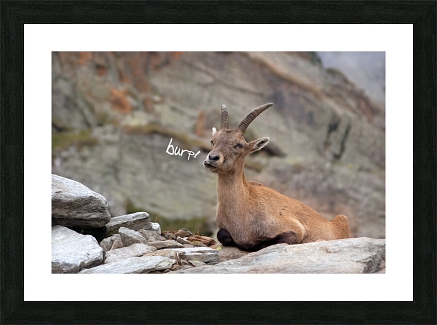 DIGESTION TIME Picture Frame print