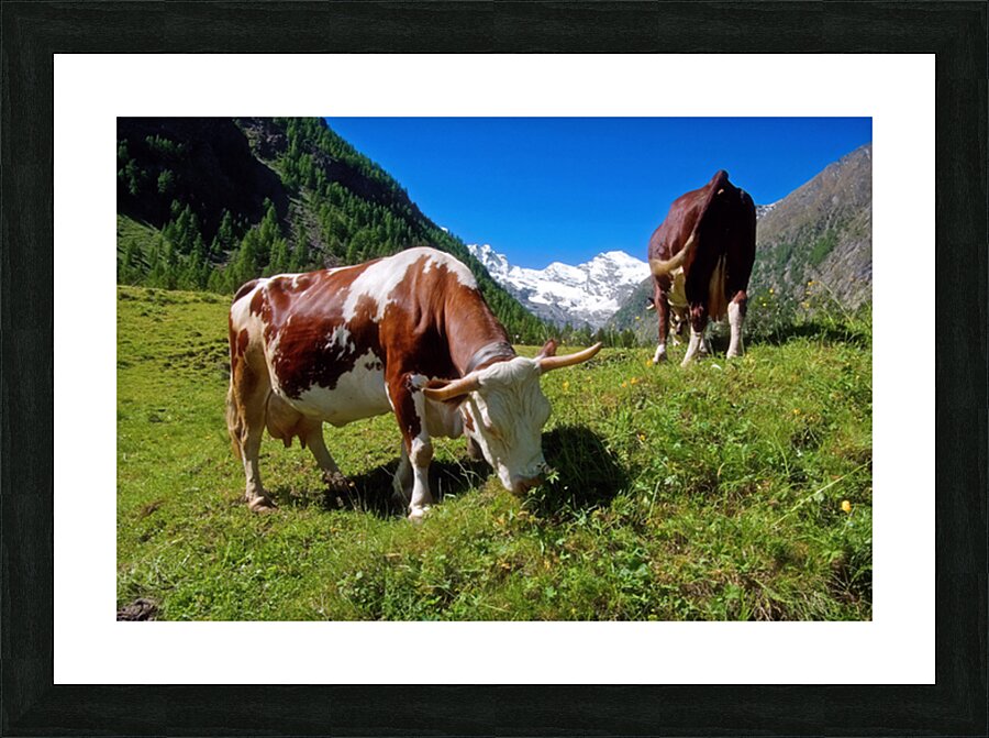 GRAZING COWS Picture Frame print