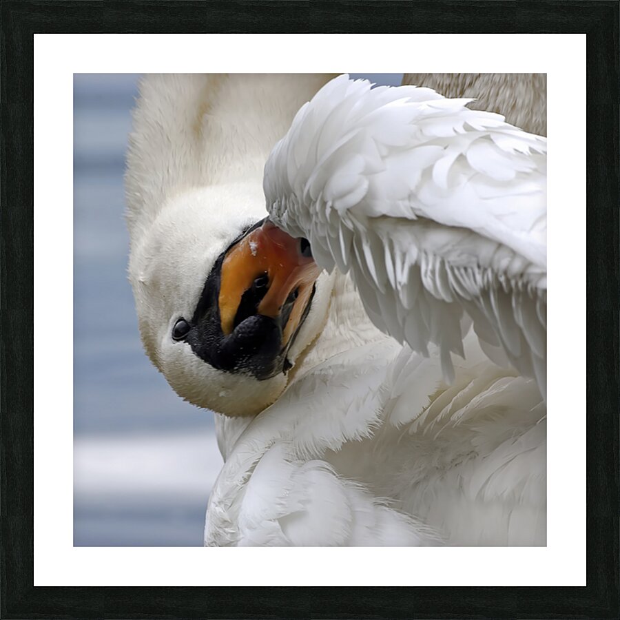 UPSIDE DOWN SWAN Picture Frame print