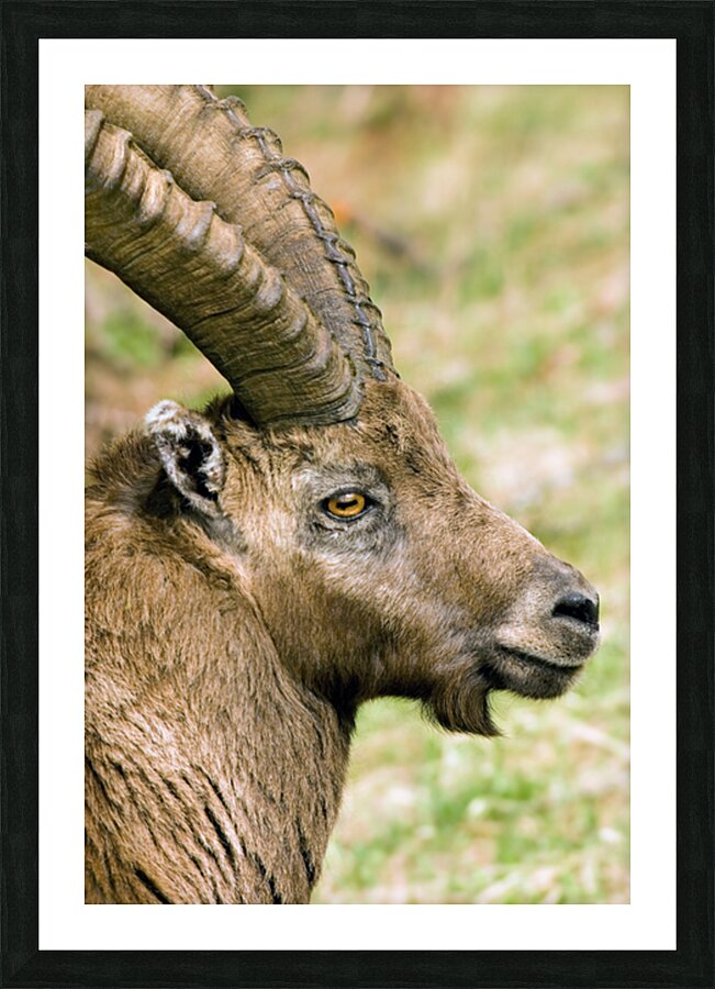 HORNS AND BEARD Picture Frame print