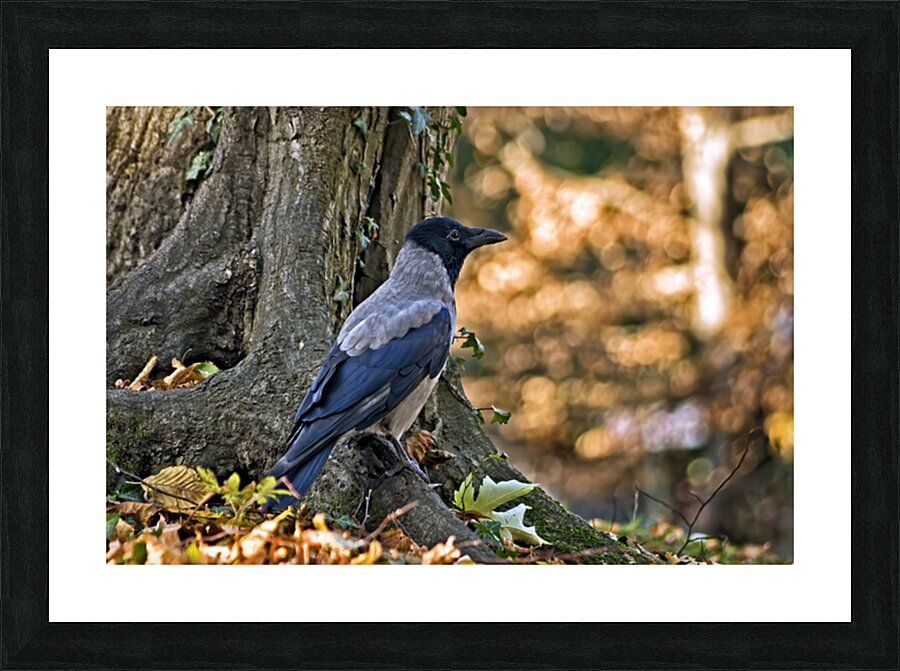 CORVUS CORNIX Picture Frame print