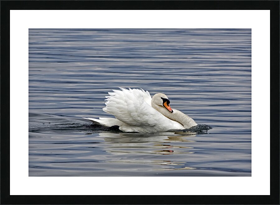 THE SWAN PERFORMS Picture Frame print