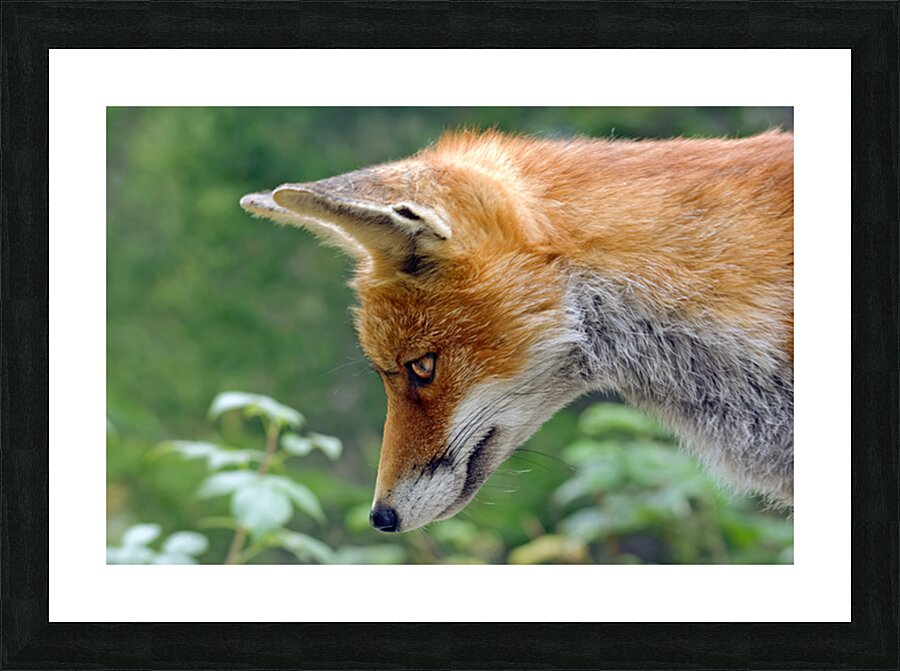 THE CUNNING FOX Picture Frame print