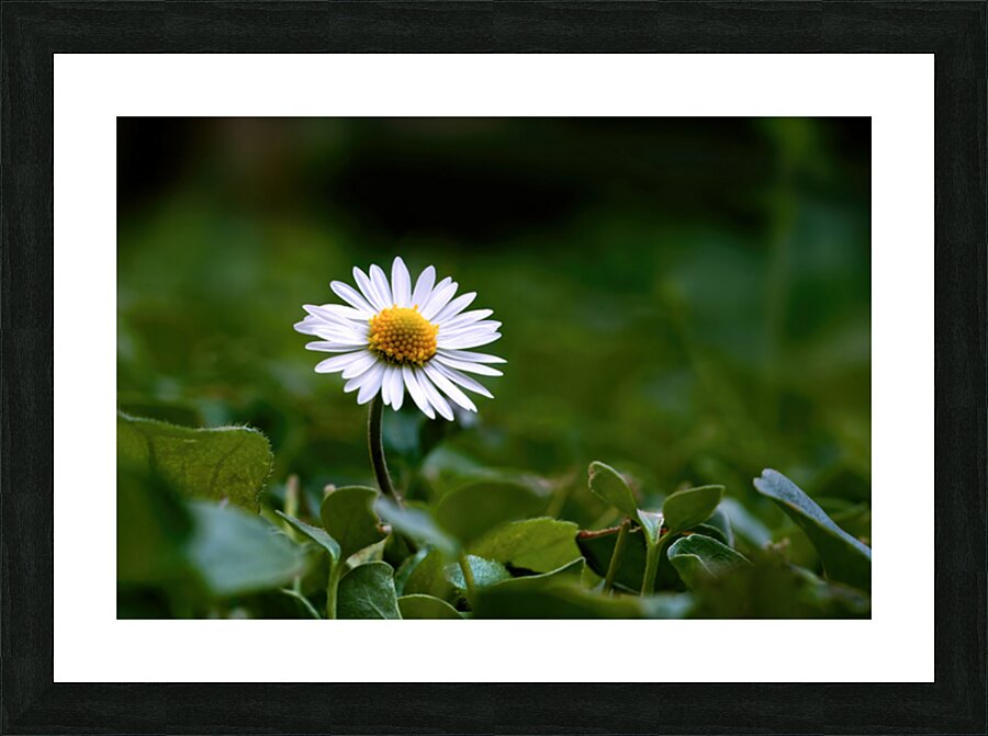 LONELY DAISY Picture Frame print