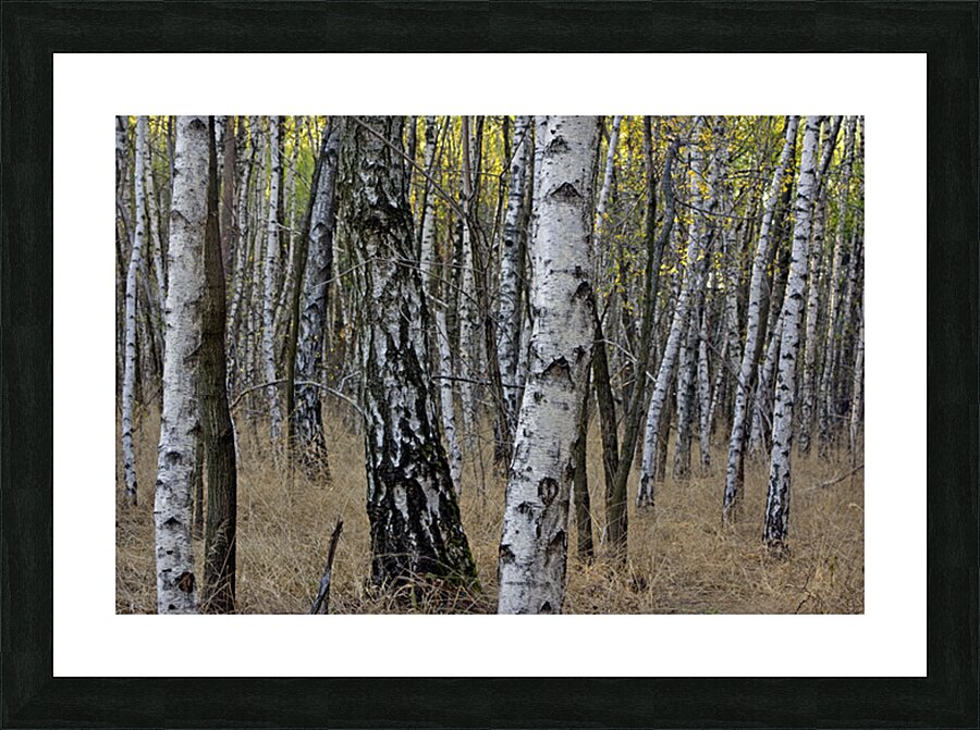BIRCH FOREST Picture Frame print