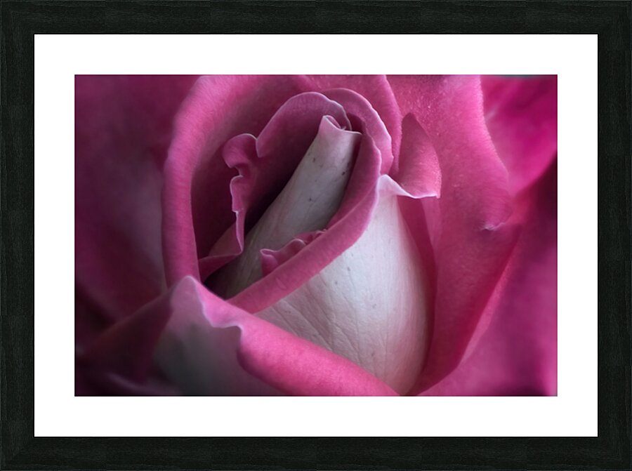 A PINK ROSE Picture Frame print