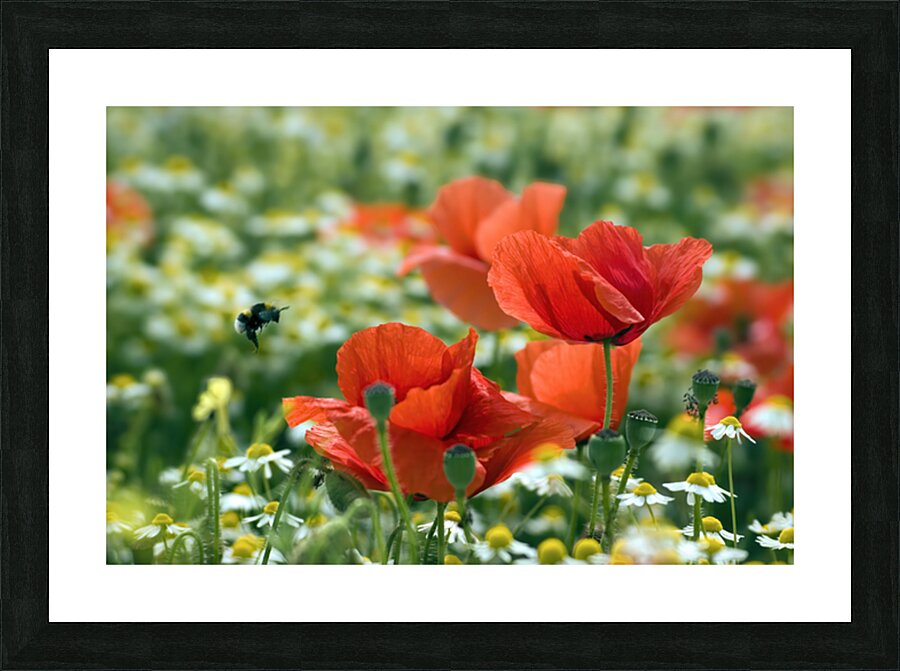 POLLEN SEEKER Picture Frame print