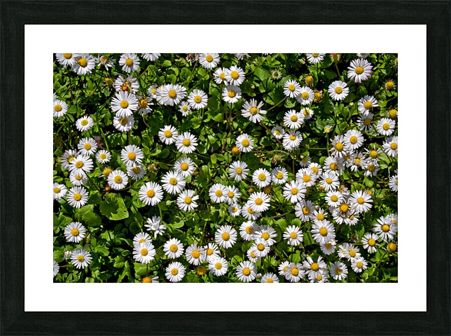 NATURAL CARPET Picture Frame print