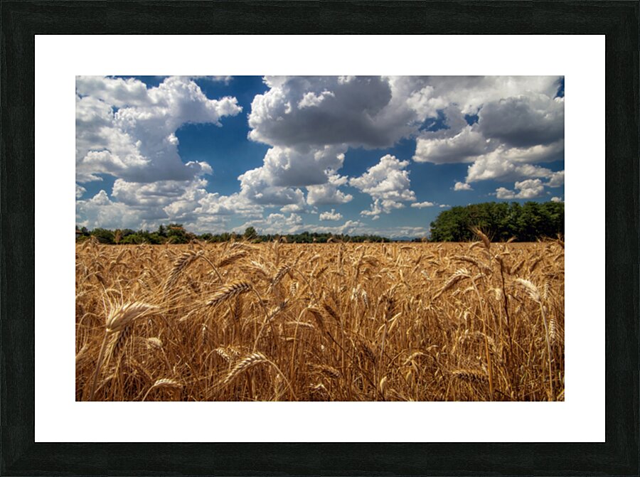 WHEAT IS GOLD Picture Frame print