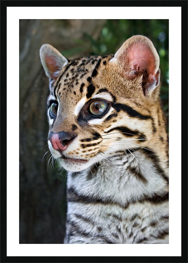 OCELOT Picture Frame print