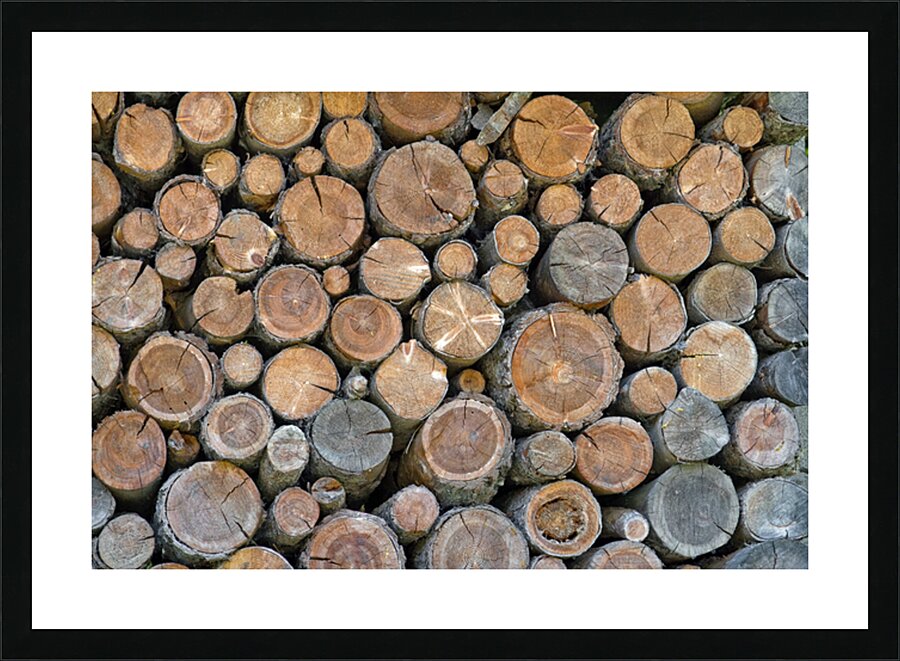 FOREST WRECKS Picture Frame print