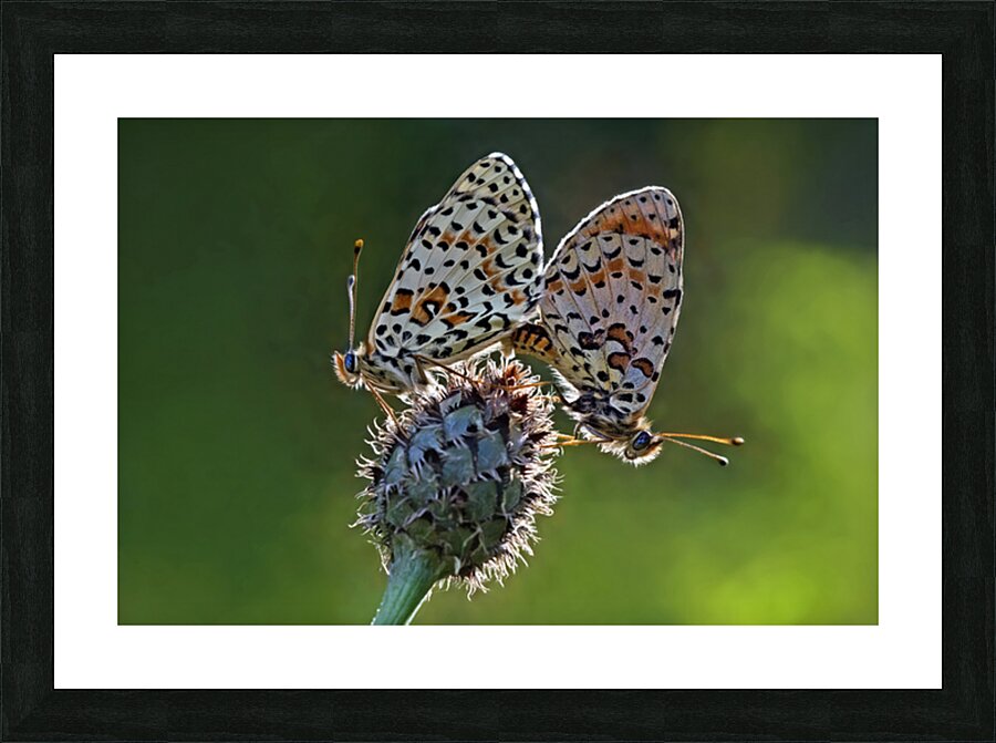 LOVE IN BACKLIGHT Picture Frame print