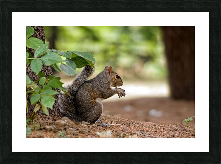 LUNCH BREAK Picture Frame print