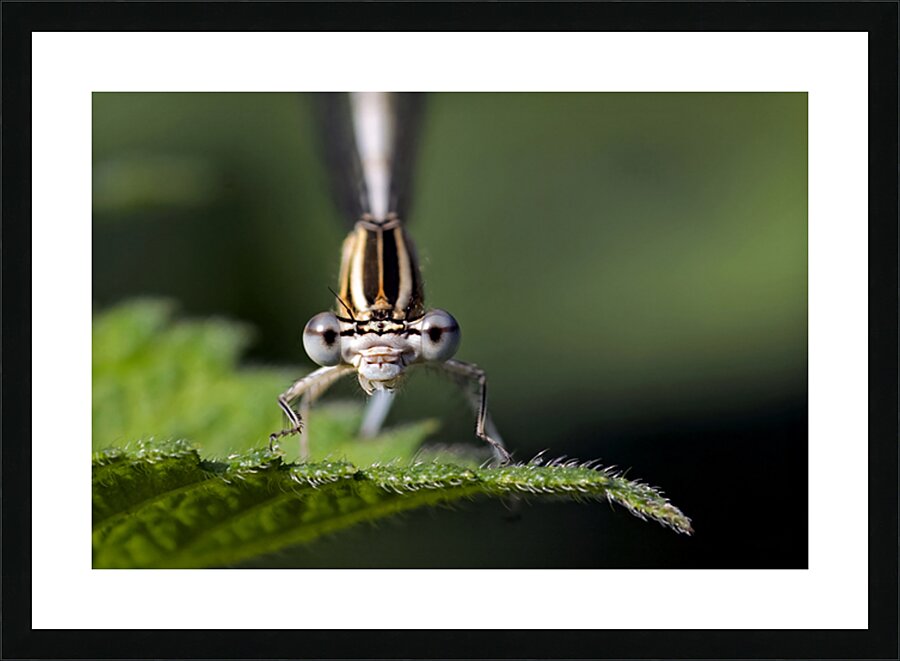 AN ALIEN GAZE Picture Frame print