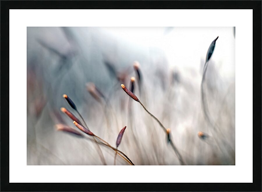 MOSS FLOWERS Picture Frame print