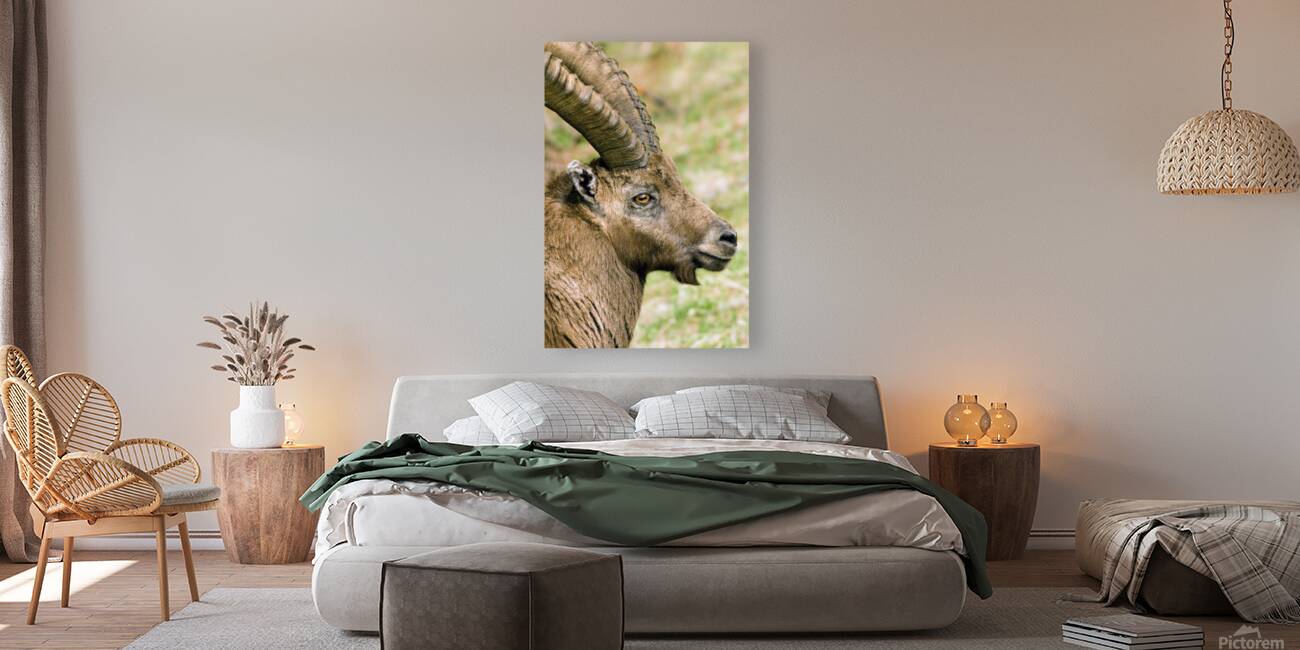 HORNS AND BEARD Reproduction